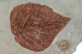 Two Fossil Leaves (Cyclocarya & Davidia) - Montana #215522-2